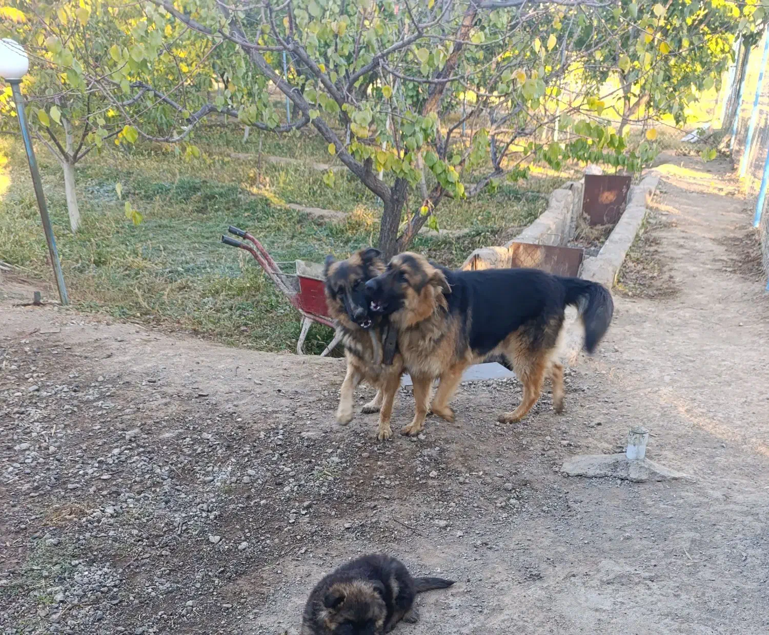 ژرمن شیپرد|سگ|مرند, |دیوار