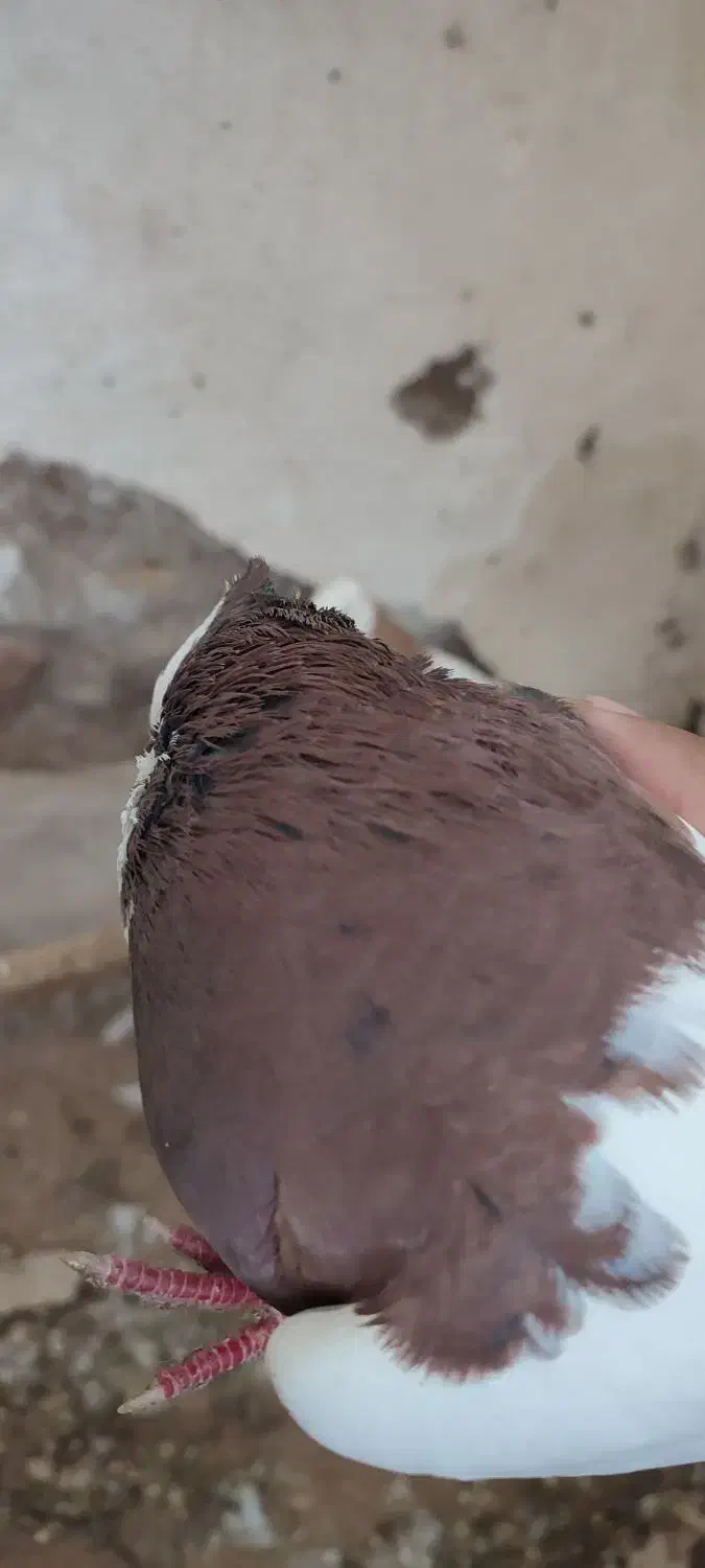 کبوتر|پرنده|گلبهار, شهر جدید گلبهار|دیوار