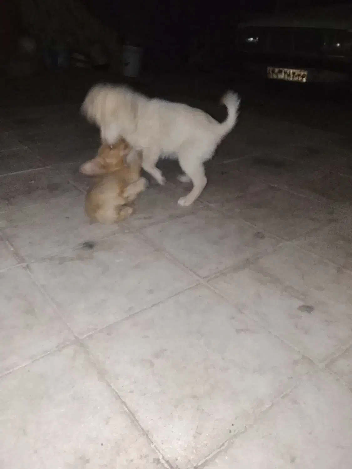 دو عدد توله شیتزو|سگ|سبزوار, شرق کال میانی|دیوار