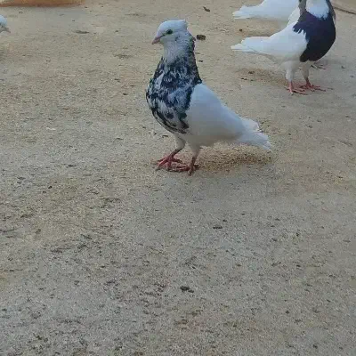 فروشی|پرنده|چوار, |دیوار