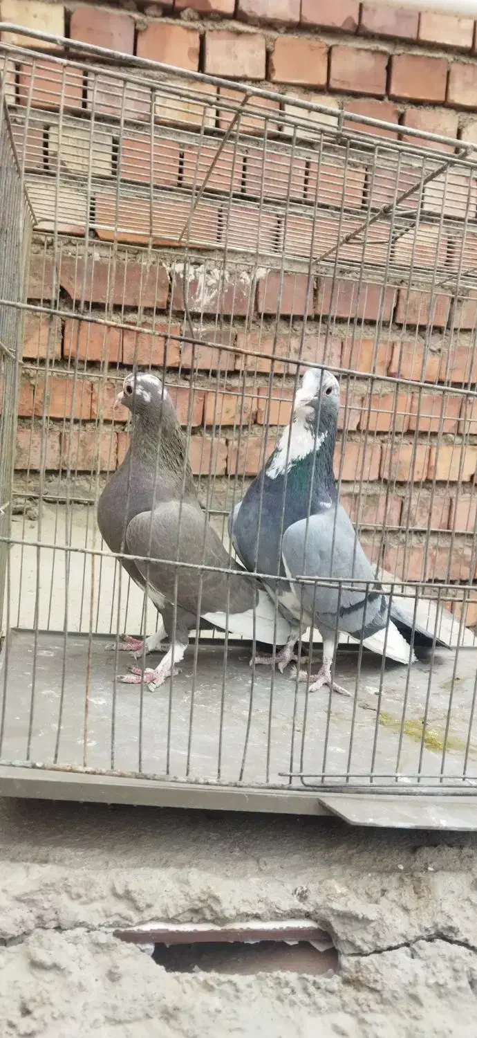 پلنگ .طوقی|پرنده|زرند, |دیوار