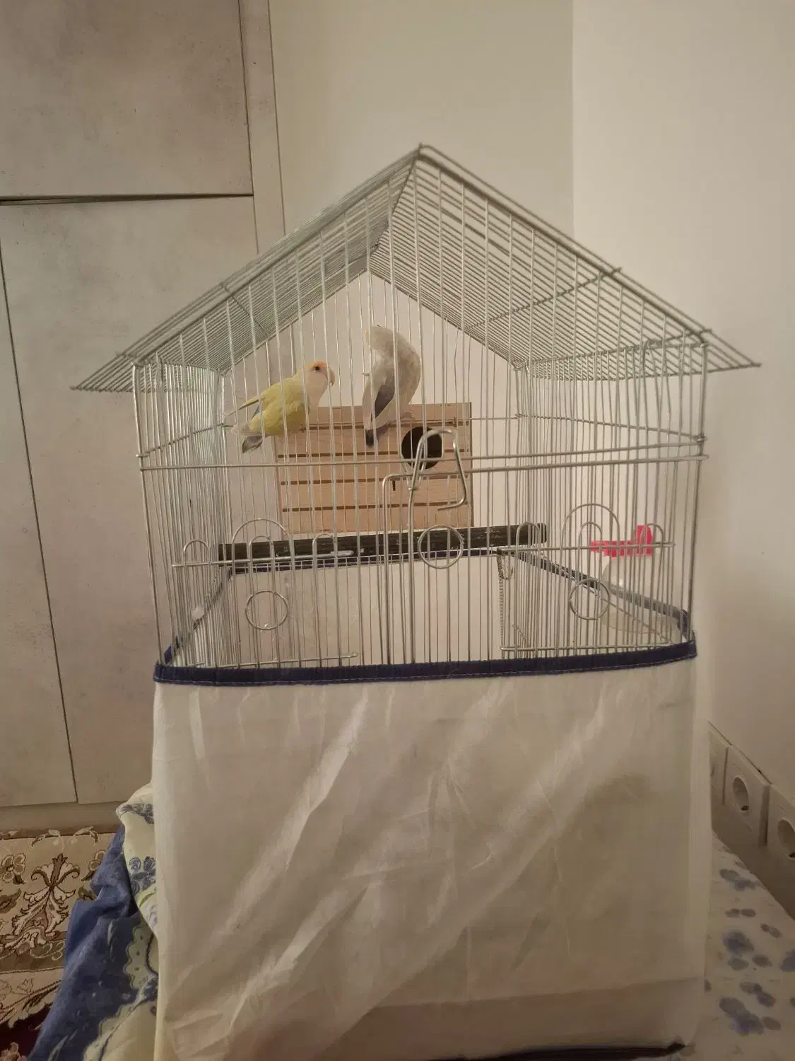 یک جفت طوطی برزیلی کاملا سالم|پرنده|جم, |دیوار