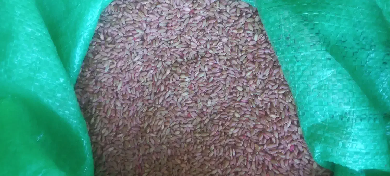 گندم ریژاو ریجاب بذری|خدمات باغبانی و درختکاری|زرنه, |دیوار