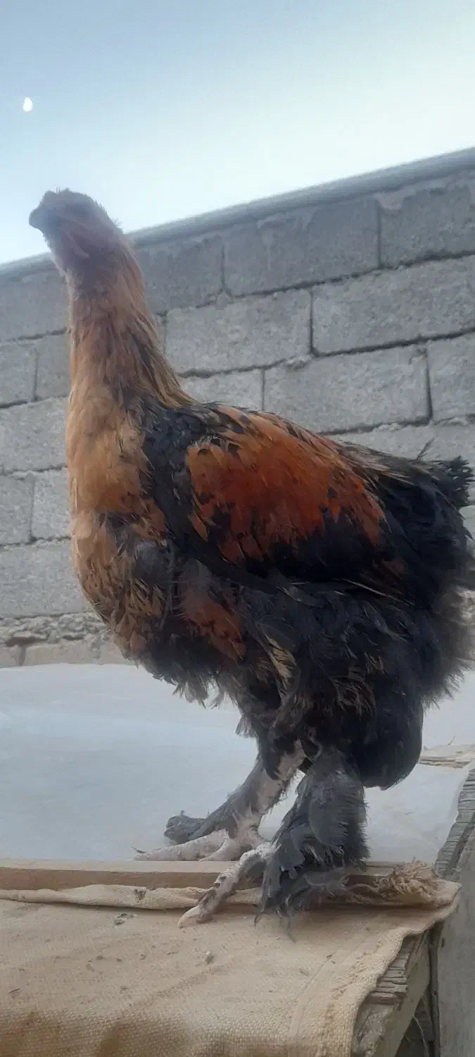 مرغ نژاد دار وتخم گذار|حیوانات مزرعه|هشتگرد, هیو|دیوار