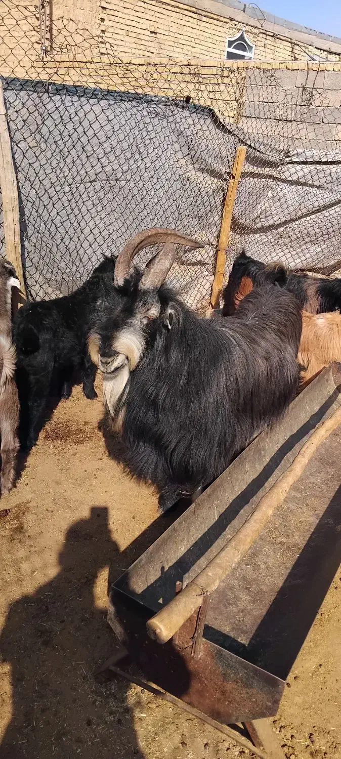 پازن بزری جوان|حیوانات مزرعه|شیراز, حومه شیراز|دیوار