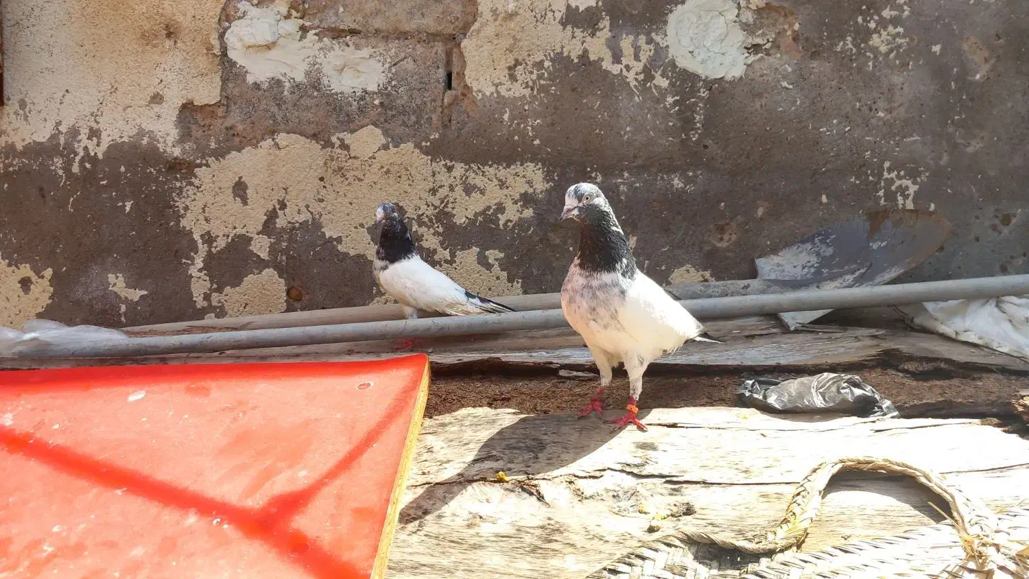 تیدی|پرنده|چمران, |دیوار