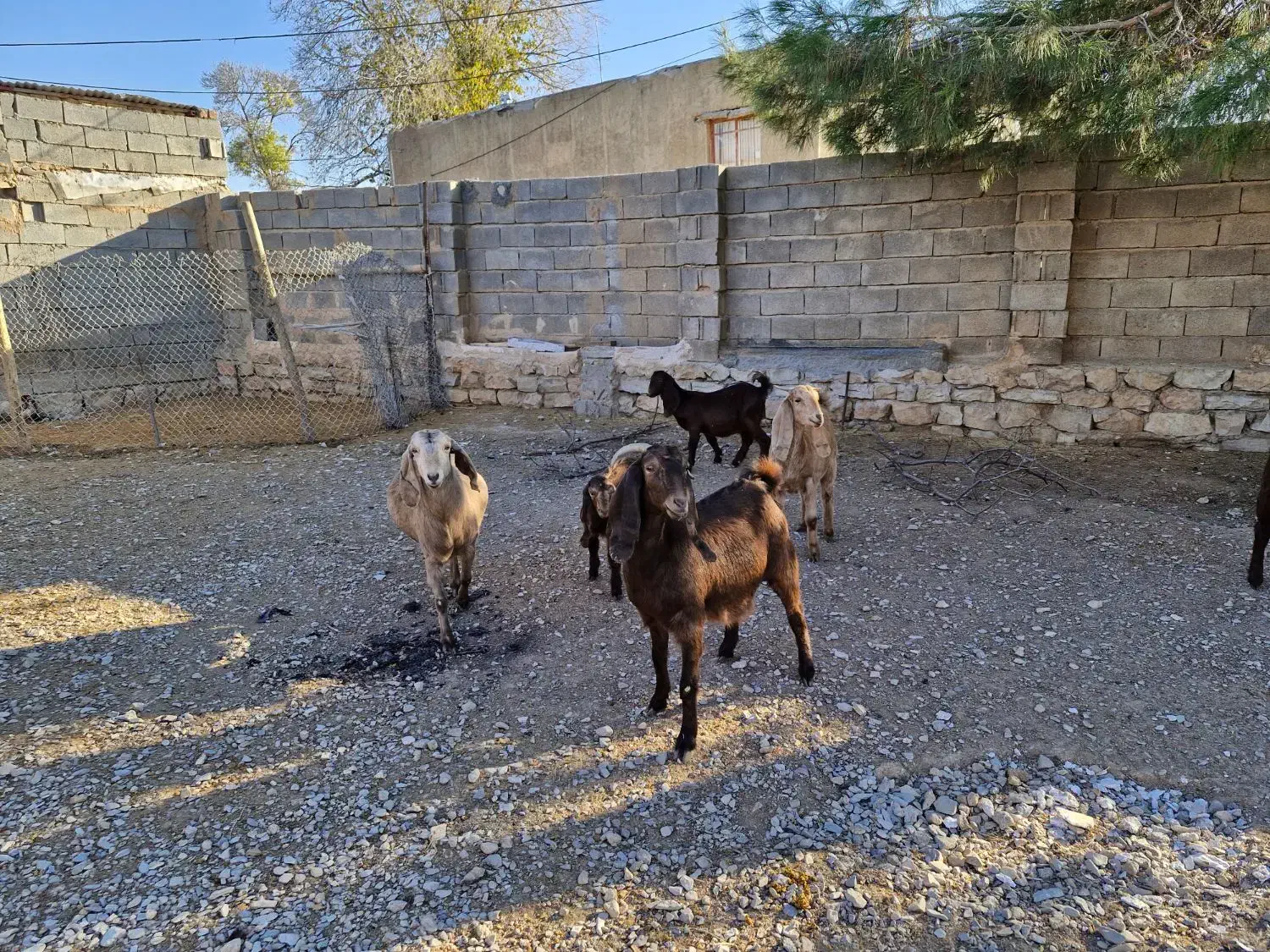 فروش ۶عدد بز اصیل شیری سه قلوزا|حیوانات مزرعه|فیروزآباد, |دیوار
