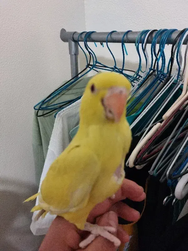 ملنگو|پرنده|شاهین‌شهر, نظامی|دیوار