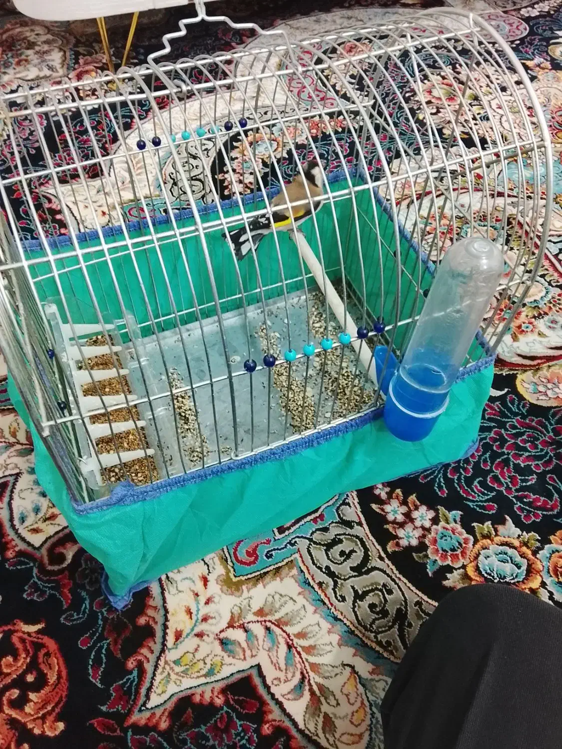 سهره نر|پرنده|قروه, |دیوار