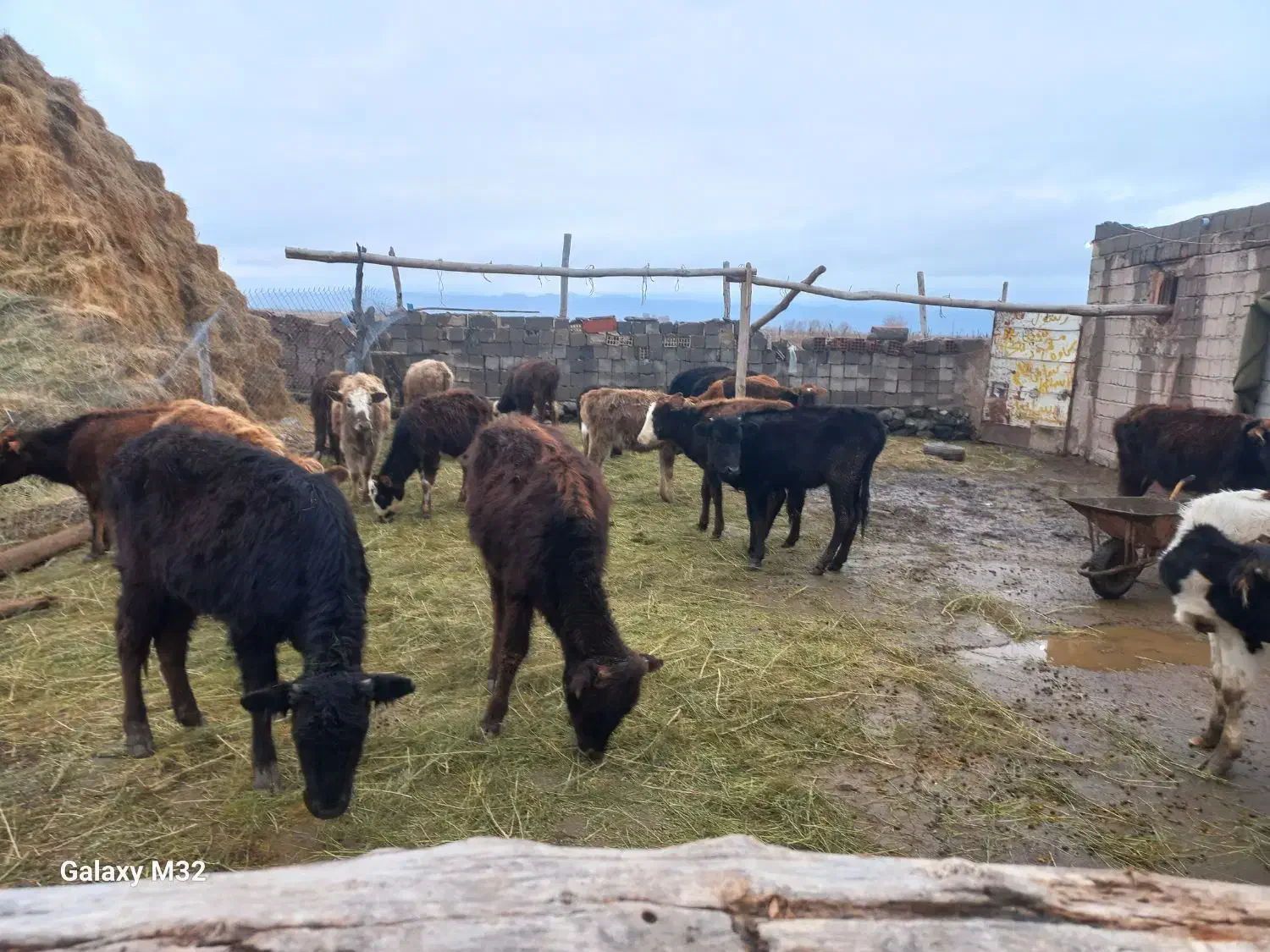 گوساله ماده|حیوانات مزرعه|ماکو, |دیوار