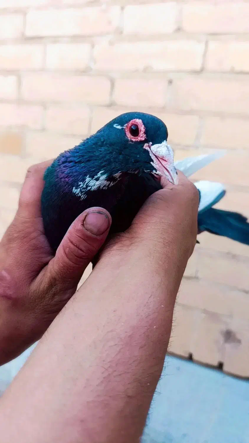 نرماده پلنک|حیوانات|رفسنجان, |دیوار