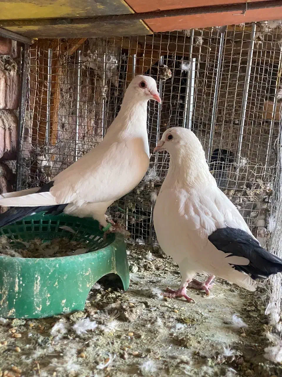 کبوتر|پرنده|زرند, |دیوار