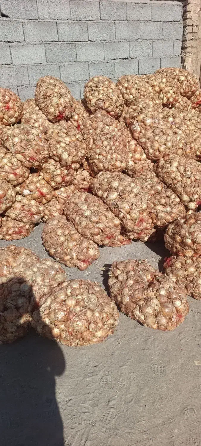 نیش پیاز برای دام|خوردنی و آشامیدنی|هلالی, |دیوار