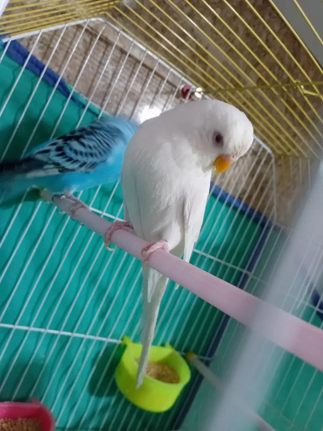 خرمشهر|پرنده|خرمشهر, |دیوار