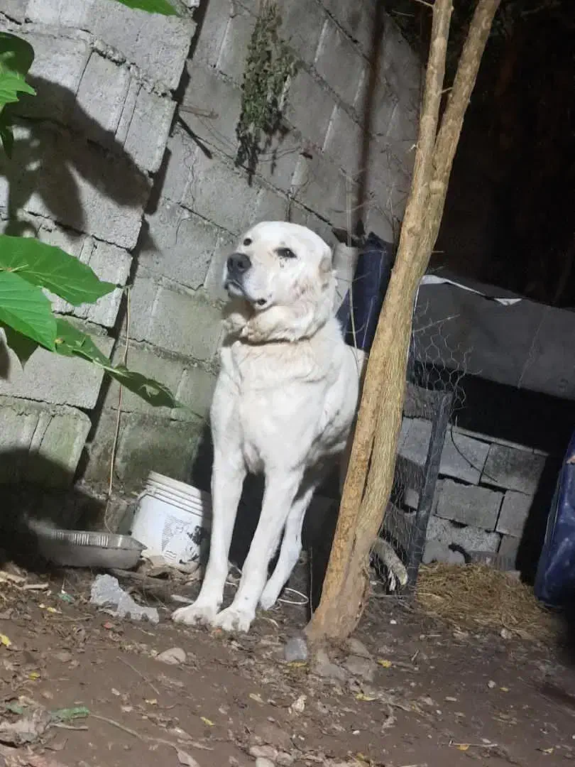 سگ خراسانی|سگ|آستانه اشرفیه, |دیوار