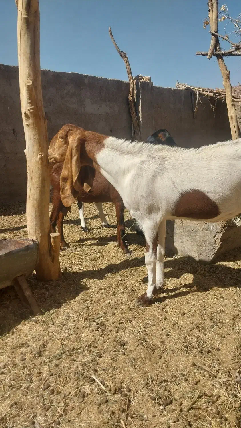 بز پاکستانی پنج آبی|حیوانات مزرعه|رفسنجان, |دیوار