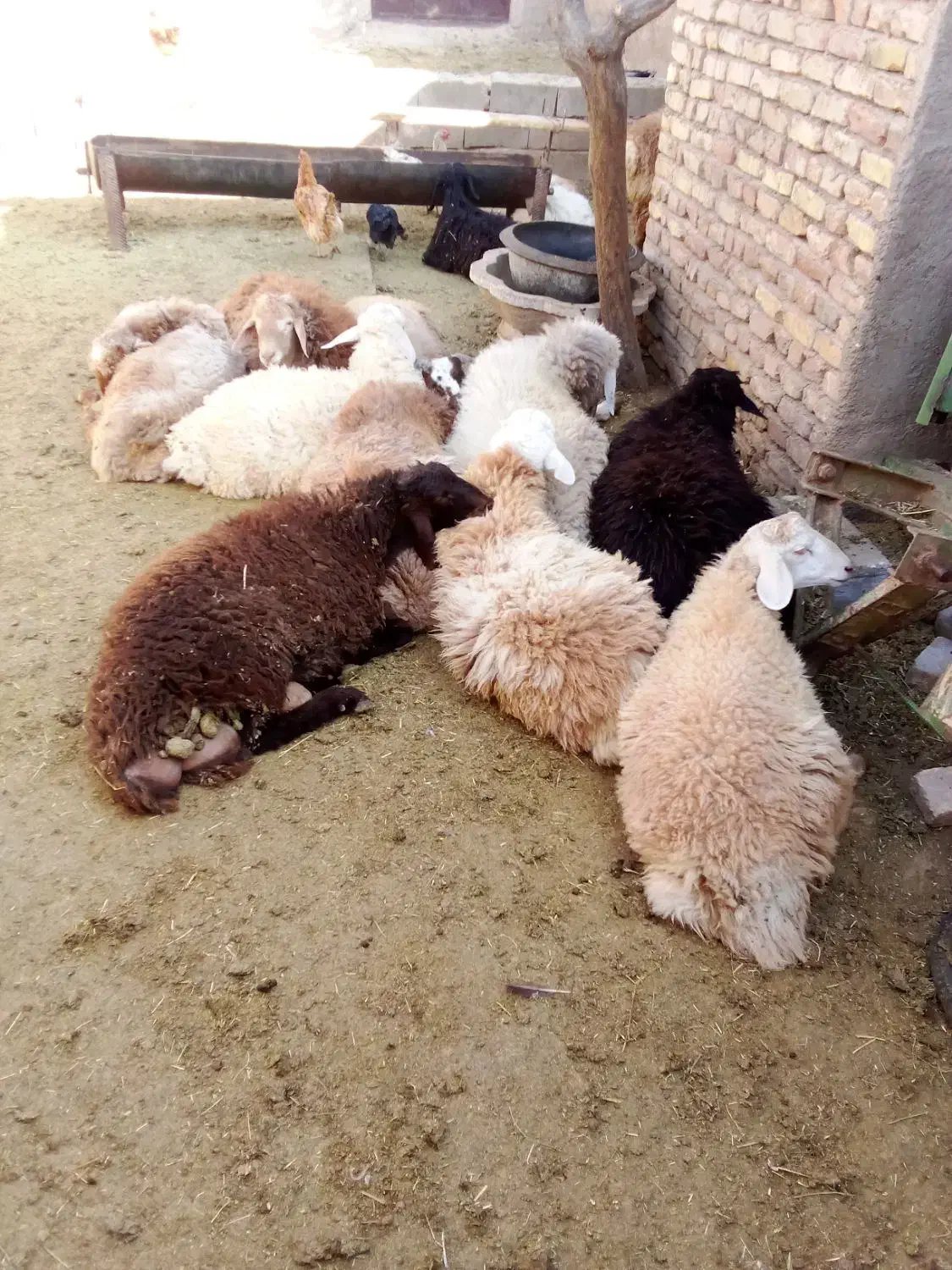 همه بره ها نر بزغاله هم هست|حیوانات مزرعه|اسفراین, |دیوار