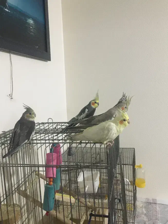 عروس هلندی|پرنده|شاهین‌شهر, امام حسین|دیوار