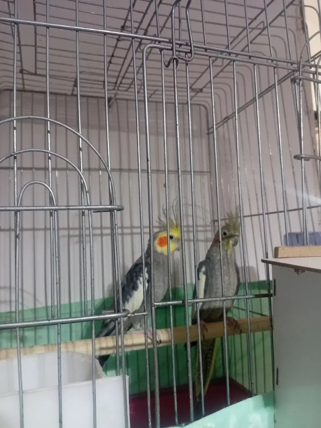 عروس هلندی|پرنده|چمران, |دیوار