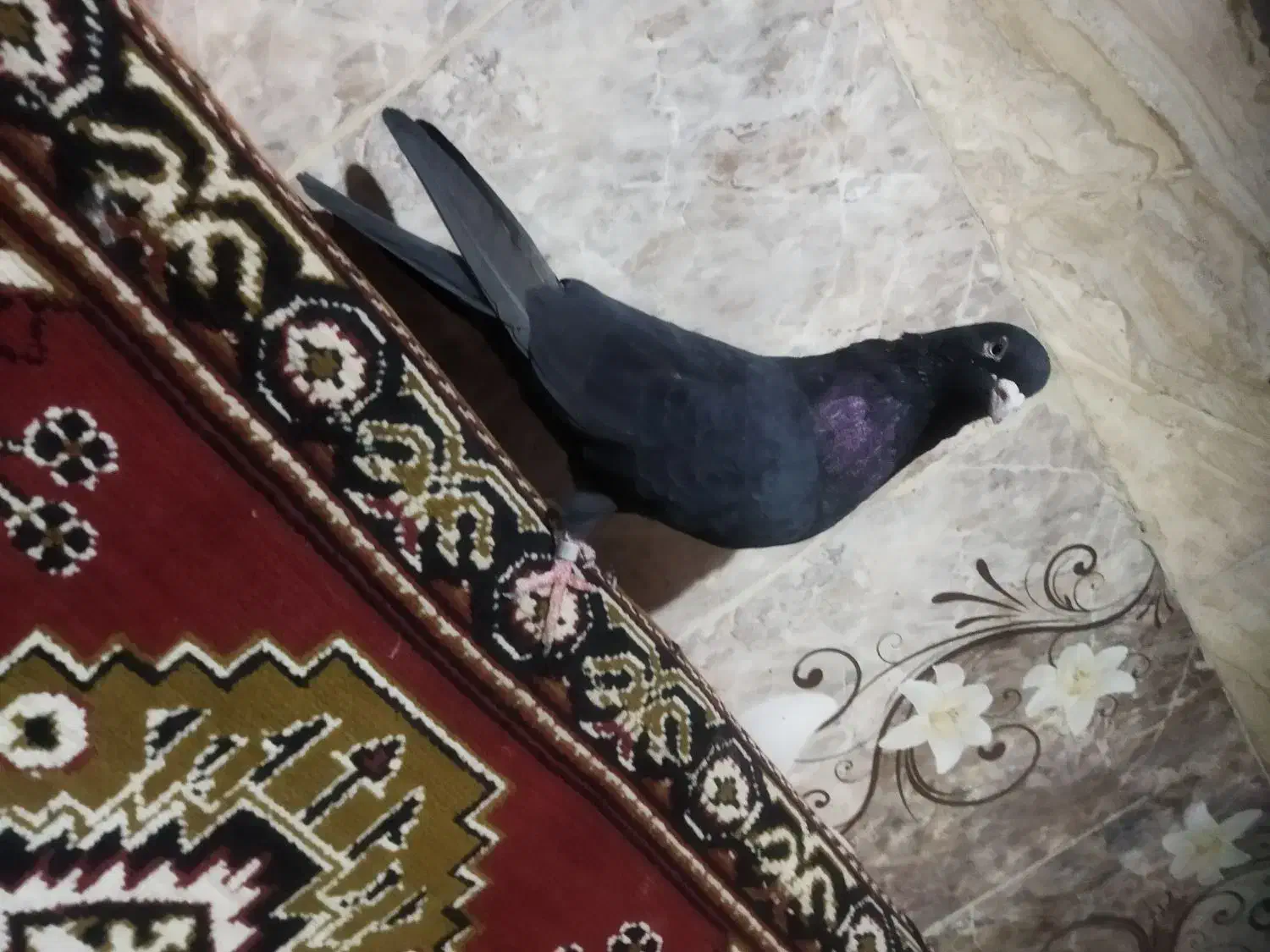 پرنده کبوتر تهرانی|پرنده|زابل, |دیوار