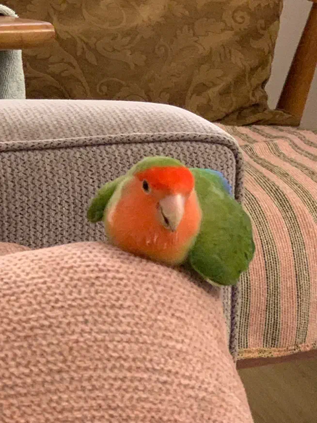 طوطی گم شده لطفا پیدا کنید|حیوانات|کلاله, |دیوار