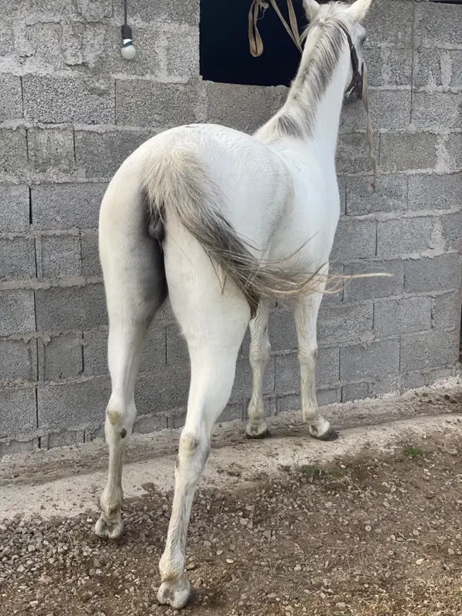 مادیان کرد 5 سال درشت دولا فقیر ارام شکم خالی|اسب و تجهیزات اسبسواری|رشت, حومه رشت|دیوار