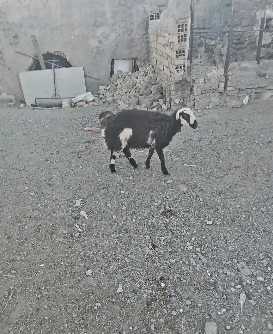 فروش بره ماده پلنگی|حیوانات مزرعه|خنداب, |دیوار