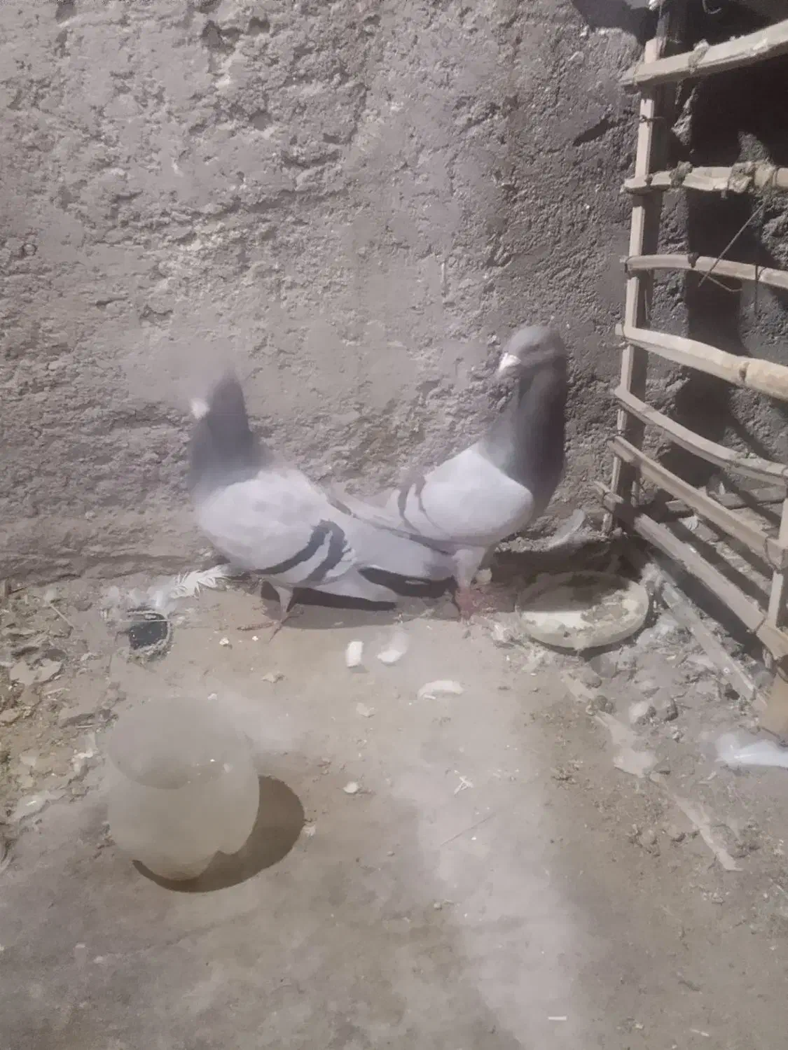 کفتر|پرنده|فهرج, |دیوار