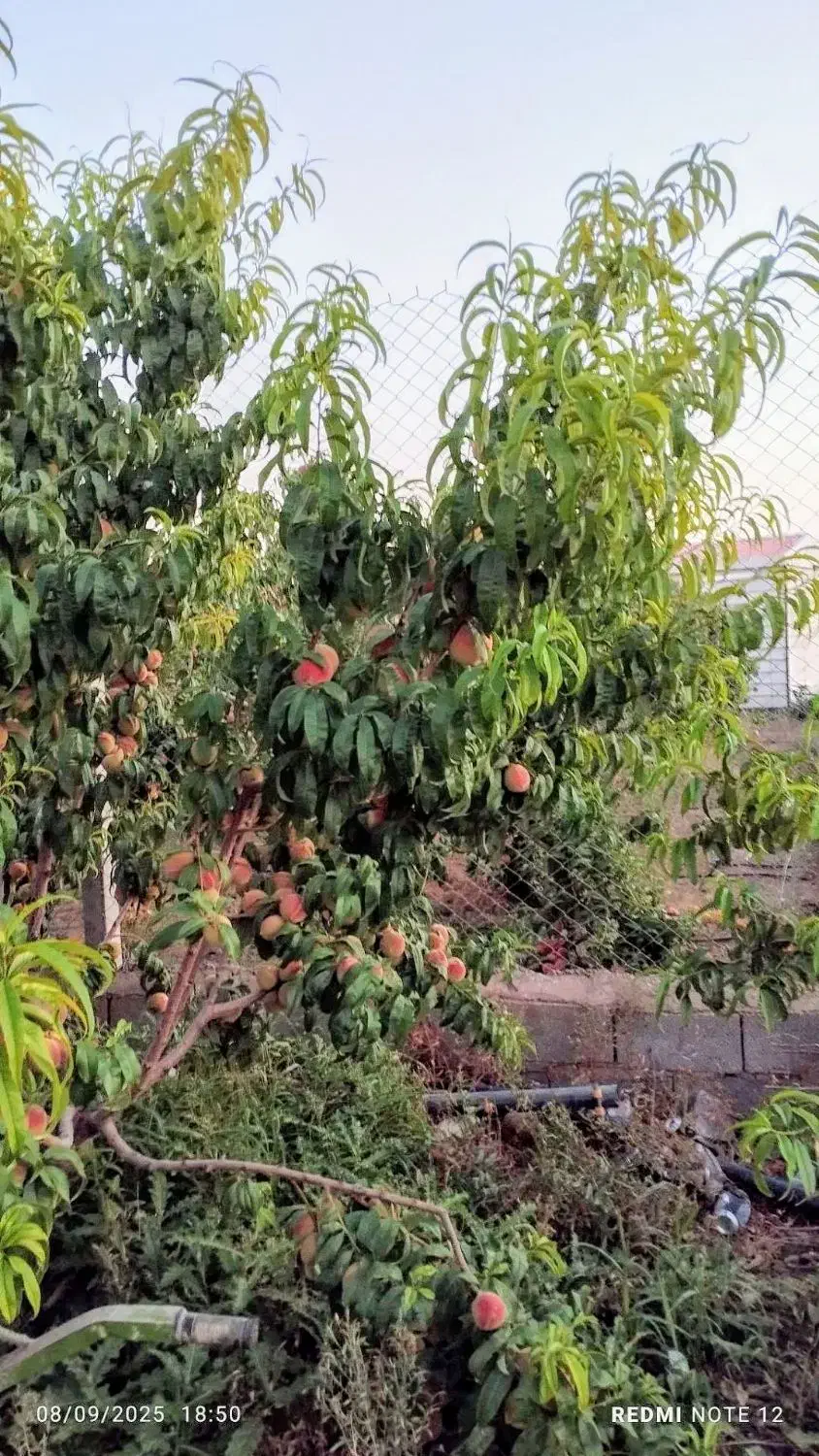 باغ ویلایی|فروش خانه و ویلا|صوفیان, |دیوار