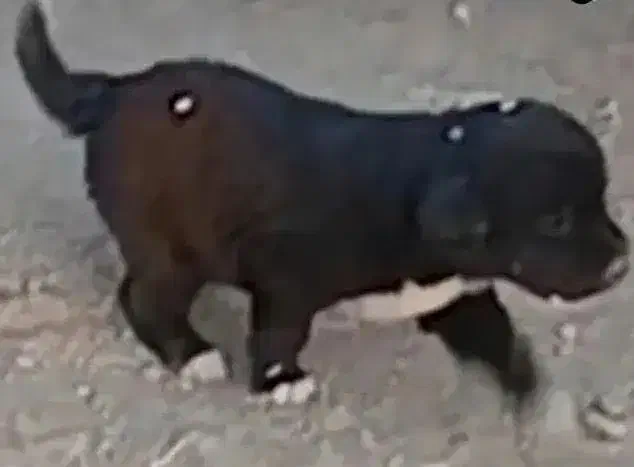 سگ آگهی بخون|حیوانات|ملایر, |دیوار