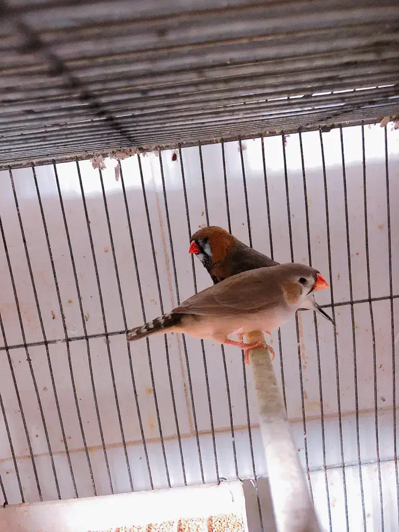 یک جفت فنچ جامبو اخمو مولد درشت|پرنده|تهران, سبلان (لشگر)|دیوار