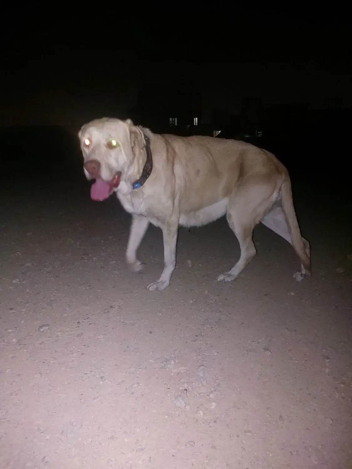 سگ پژدر|سگ|مشهد, همت آباد|دیوار