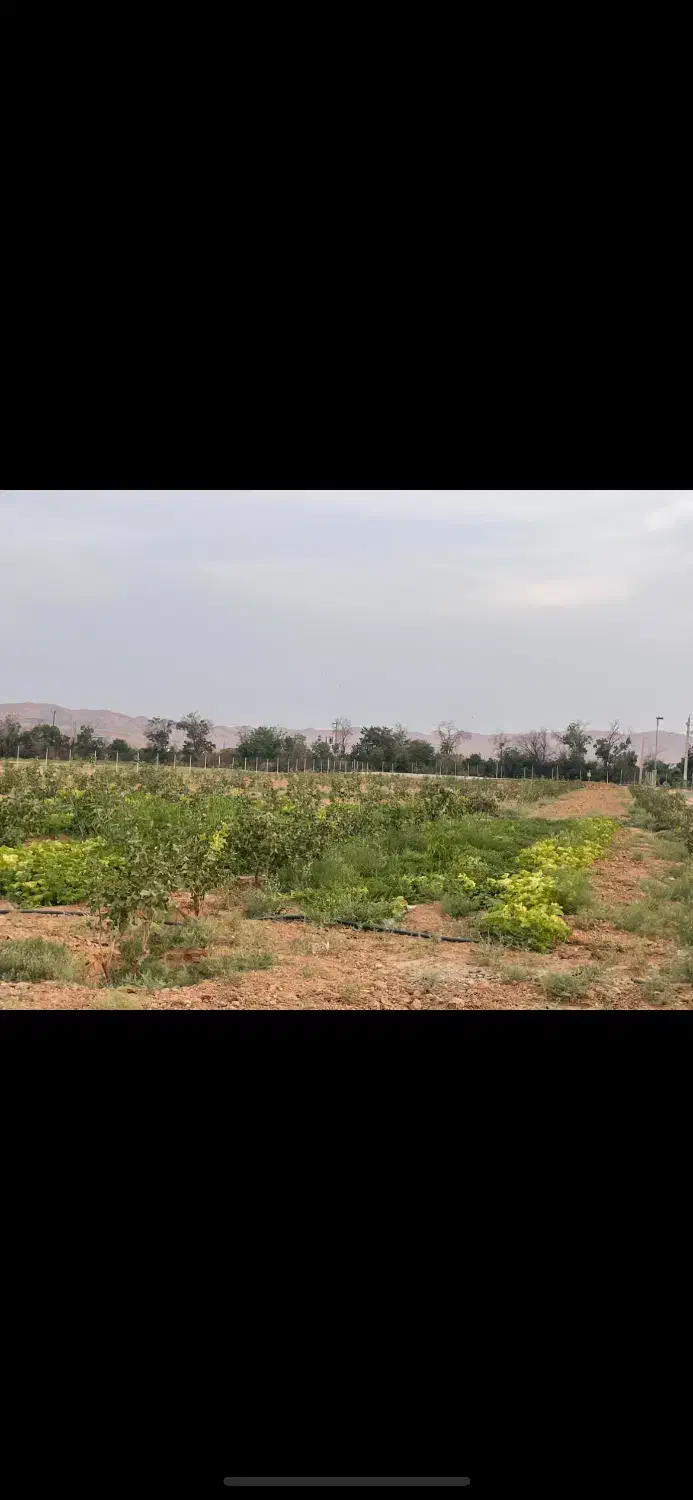 دامداری و باغ پسته|فروش دفتر صنعتی، کشاورزی، تجاری|ایوانکی, |دیوار