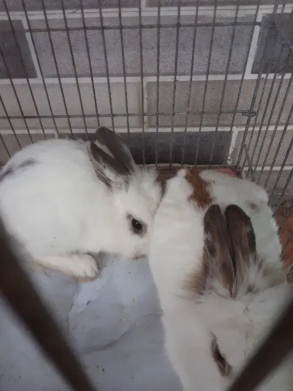 تعدادی خرگوش زیبا|موش و خرگوش|گرگان, |دیوار