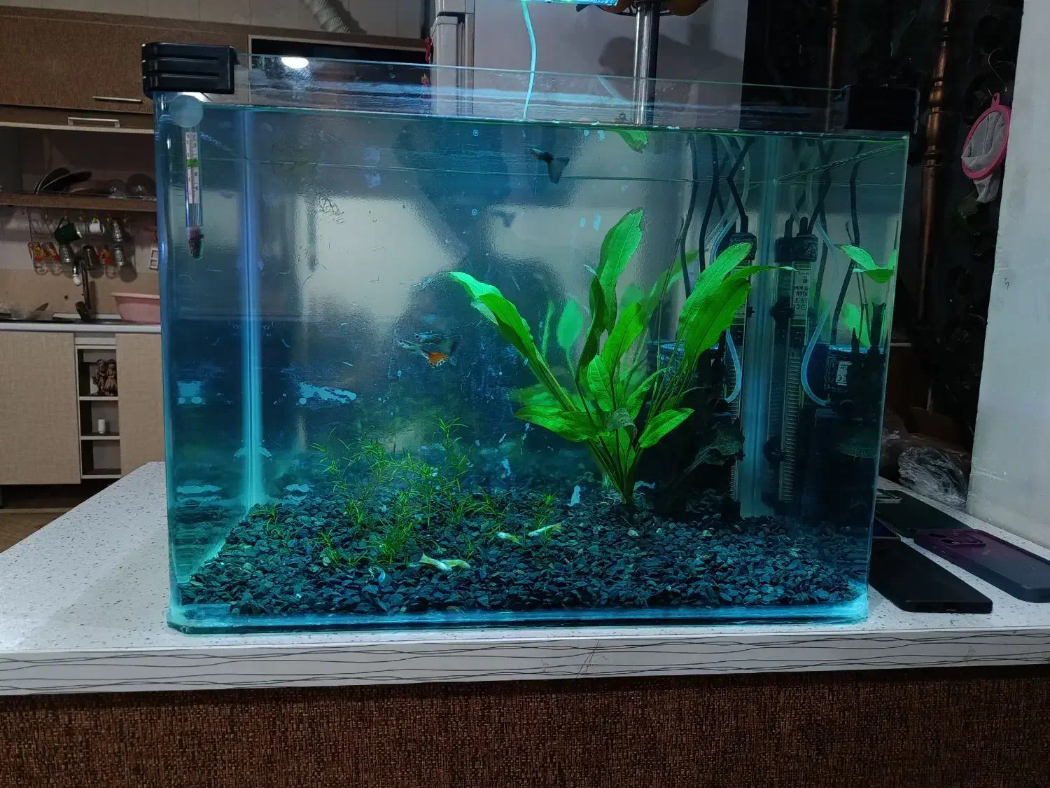  اکواریوم وماهی گوپی زبرا|ماهی|خرمآباد, |دیوار