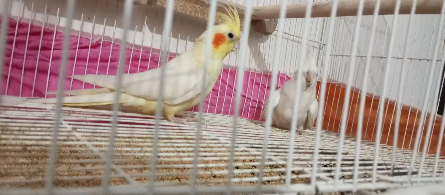 یک جفت عروس هلندی مولد با قفس|پرنده|زاهدان, |دیوار