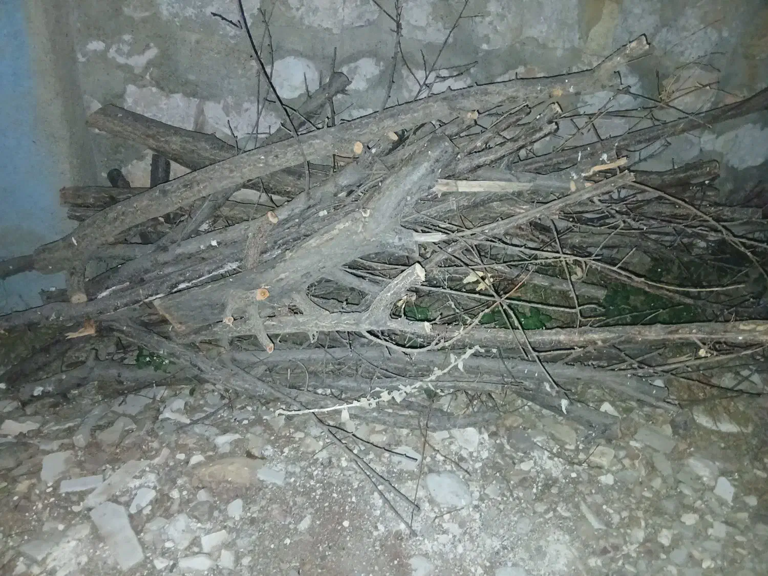 فروش چوب درخت میوه|گل و گیاه طبیعی|هرسین, |دیوار