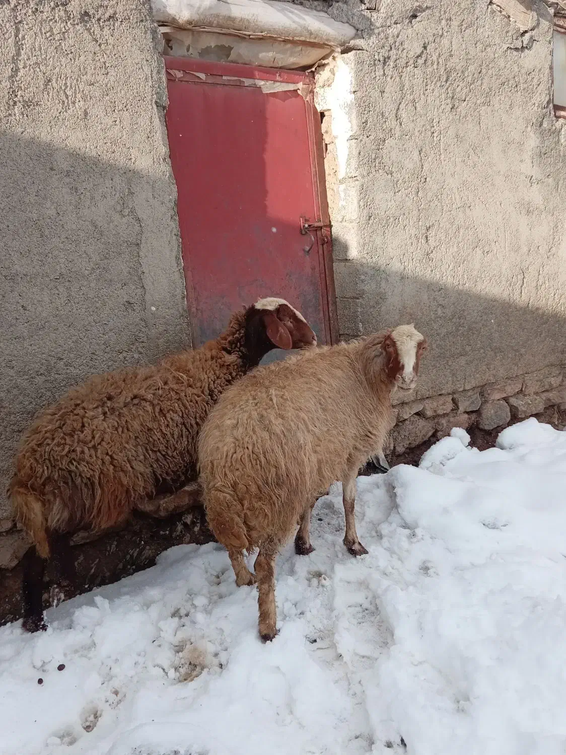 دوتا گوسفند داشتی|حیوانات مزرعه|سارال, |دیوار