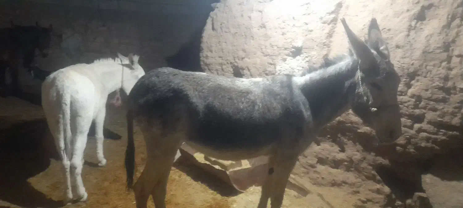 دو عدد خر گله یک عدد نرکی اخته دوم ماچکی|حیوانات مزرعه|قم, قلعه عموحسین|دیوار