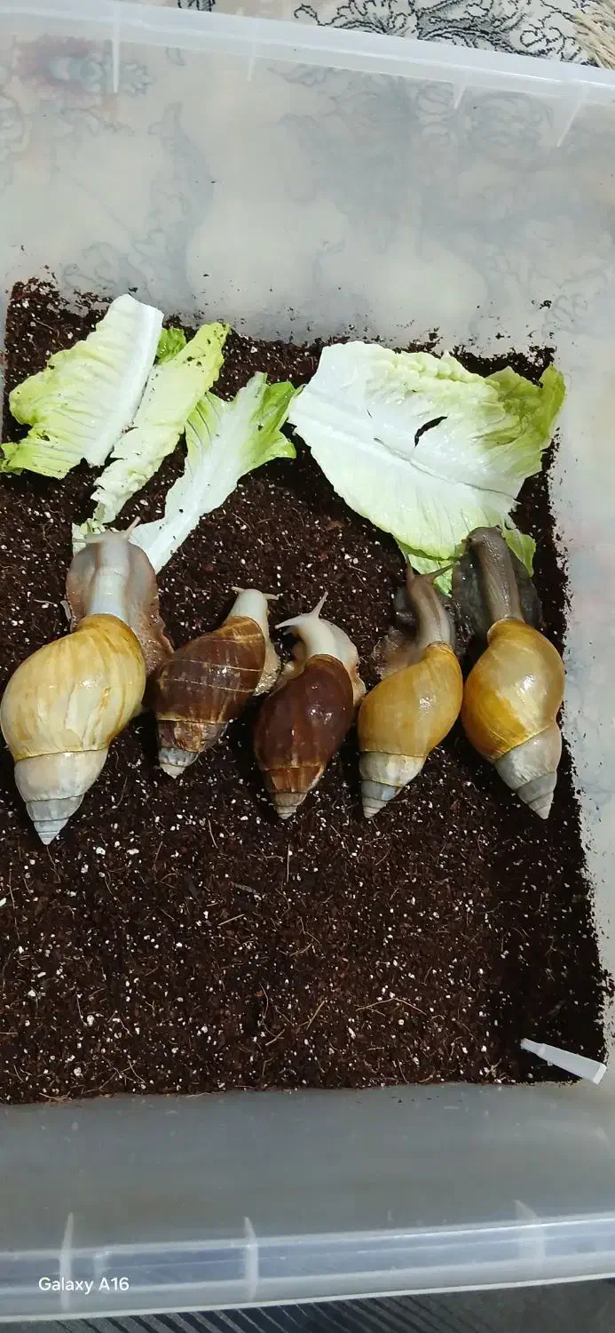 حلزون آلبینو|خزنده|یزد, |دیوار