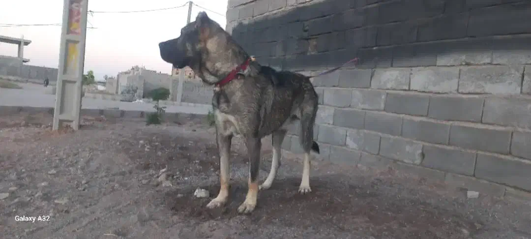 واگذاری توله نر و ماده سرابی اصیل|سگ|سیرجان, |دیوار