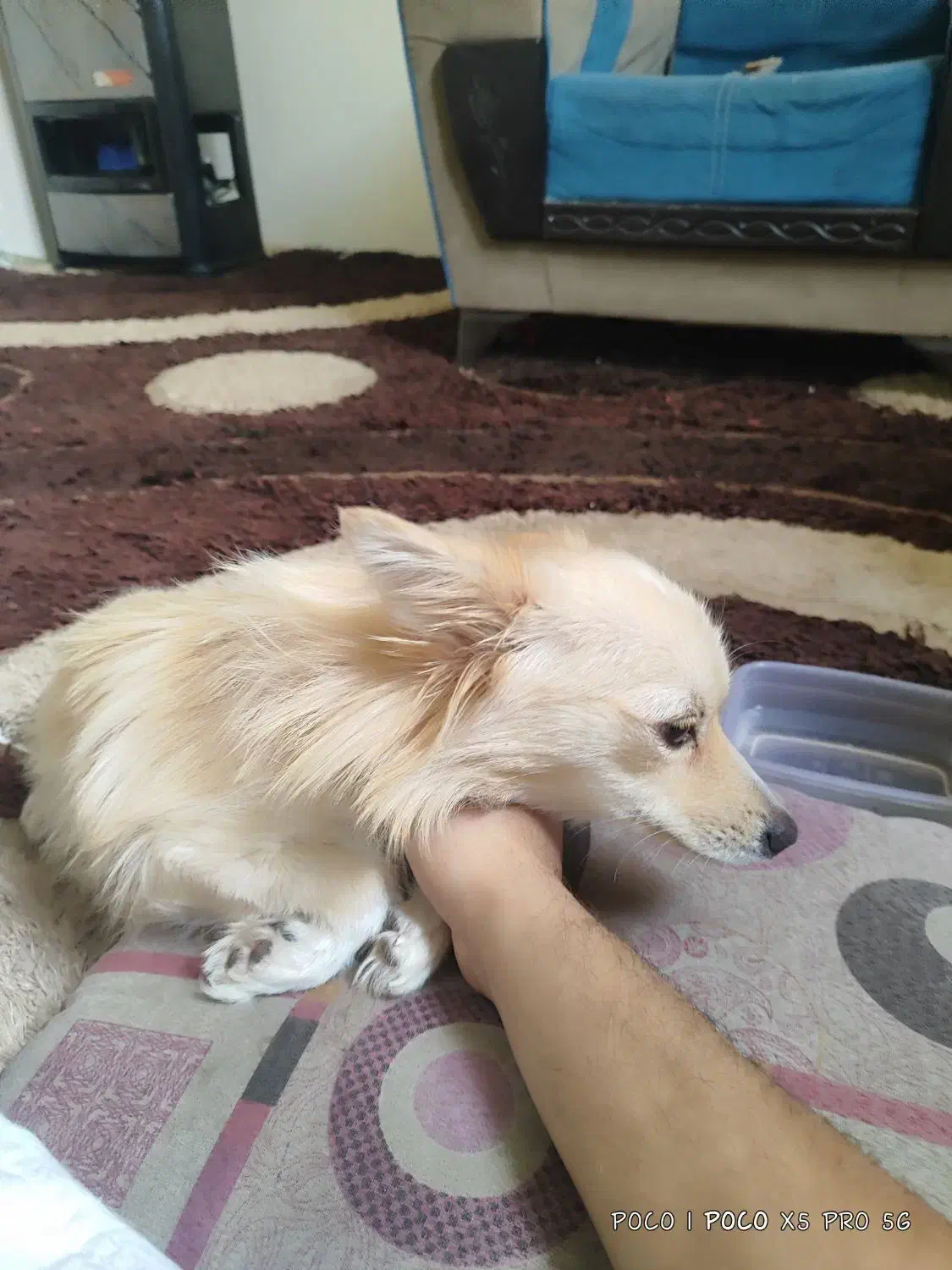 سگ پامر روباهی فروشی|سگ|الوند, |دیوار