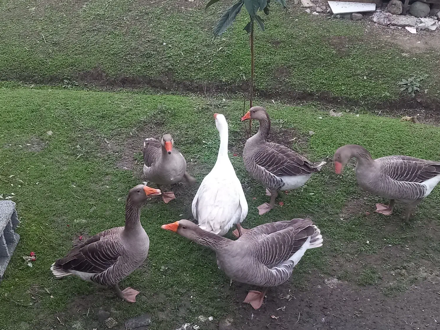 4تاغاز|حیوانات مزرعه|تالش, جوکندان|دیوار