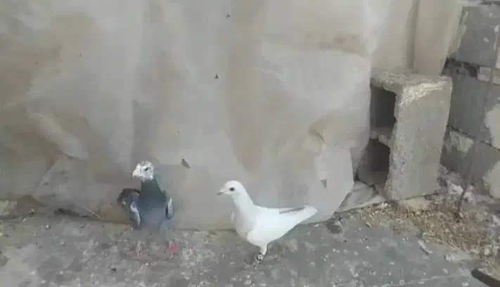 کفتر|پرنده|صدرا-فارس, فاز ۱|دیوار