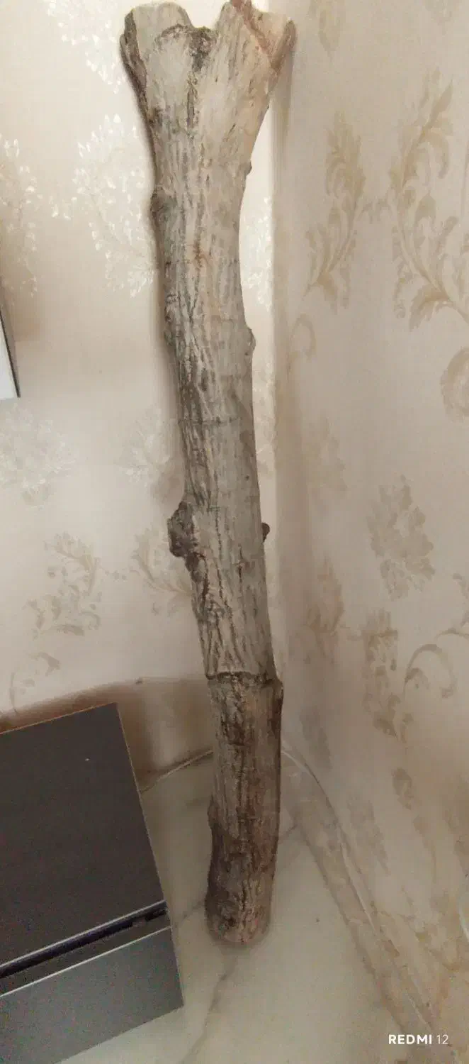 تنه گردو|کلکسیون و سرگرمی|رفسنجان, |دیوار