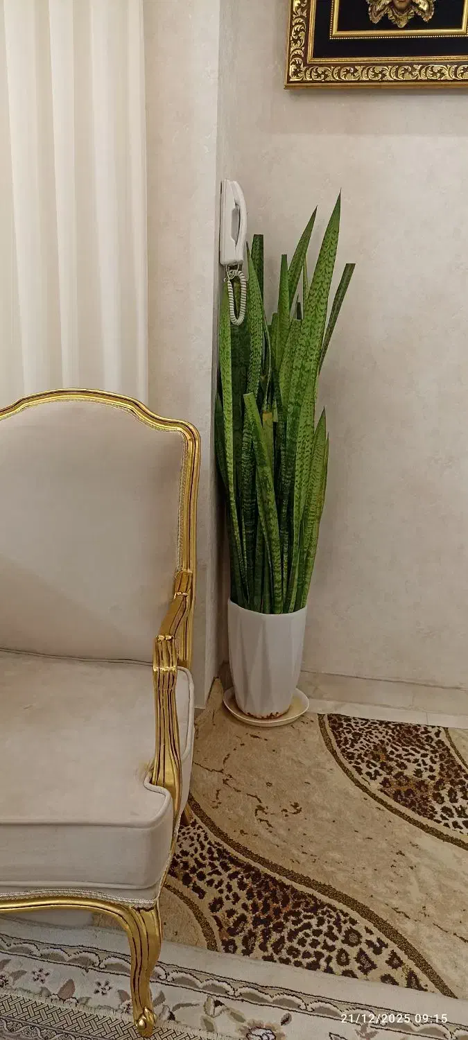 گل سانسوریای بزرگ باگلدون سرامیکی فقط 1750|گل و گیاه طبیعی|تربت‌حیدریه, شهرک ولیعصر|دیوار