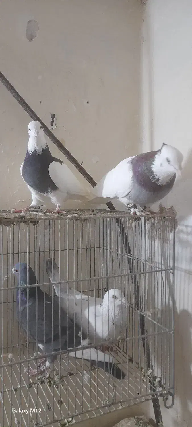 کبوترطوقی نروماده|پرنده|دماوند, دماوند|دیوار