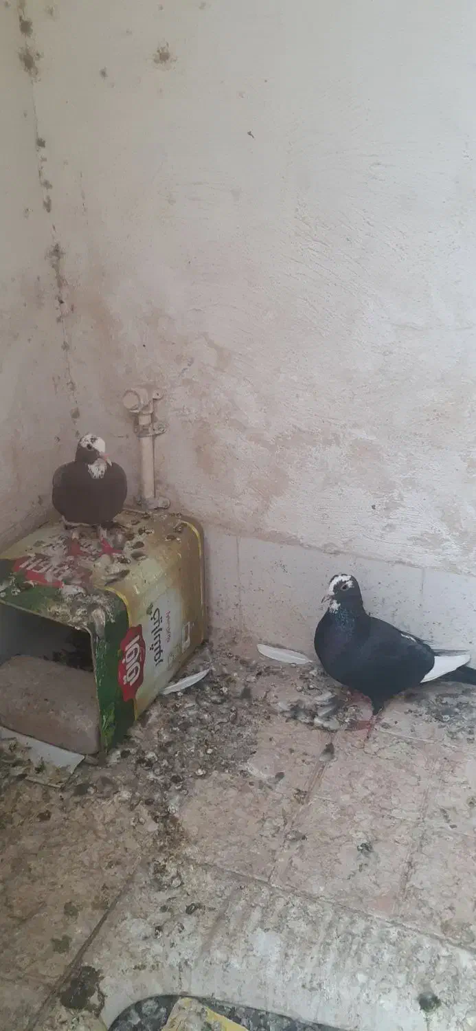 فروش یا معاوضه با مرغ یا خروس|پرنده|کرمان, |دیوار