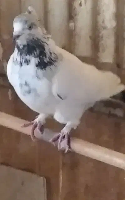 کبوتر پرشی|پرنده|یزد, |دیوار