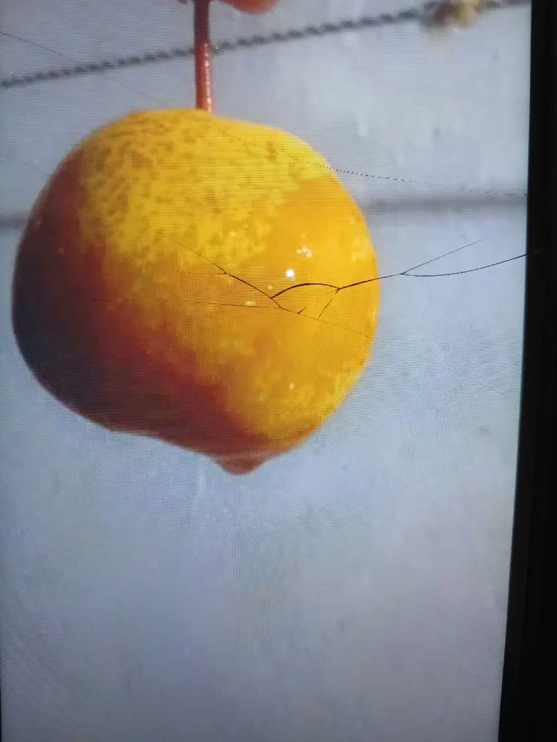 خوج جنگلی خوشمزه درجه یک آلوچه آلبالو ازگیل و..|خوردنی و آشامیدنی|رشت, رودباری|دیوار